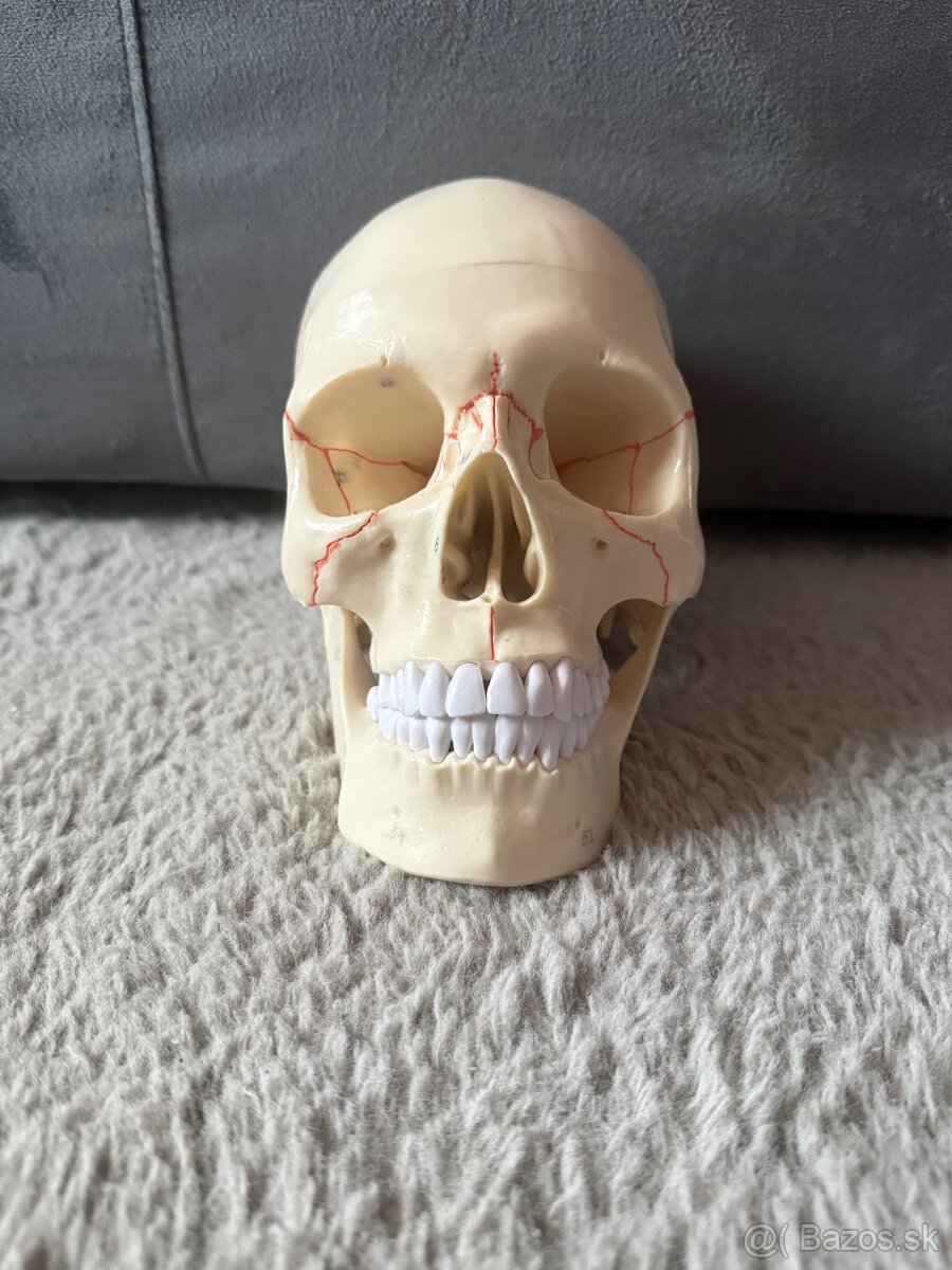 Model lebky - 2