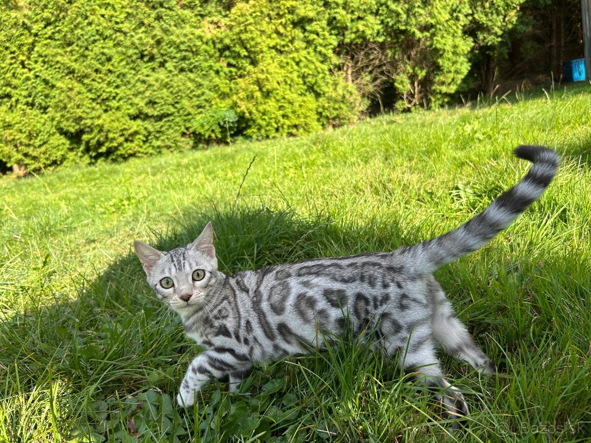 Bengal Silver Mačka z PP - 2