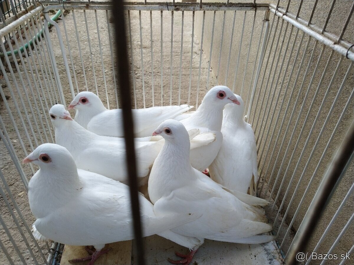 Poštové holuby - 2