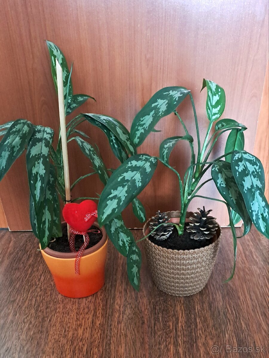 Aglaonema izbová rastlina 1ks za 9€ - 2
