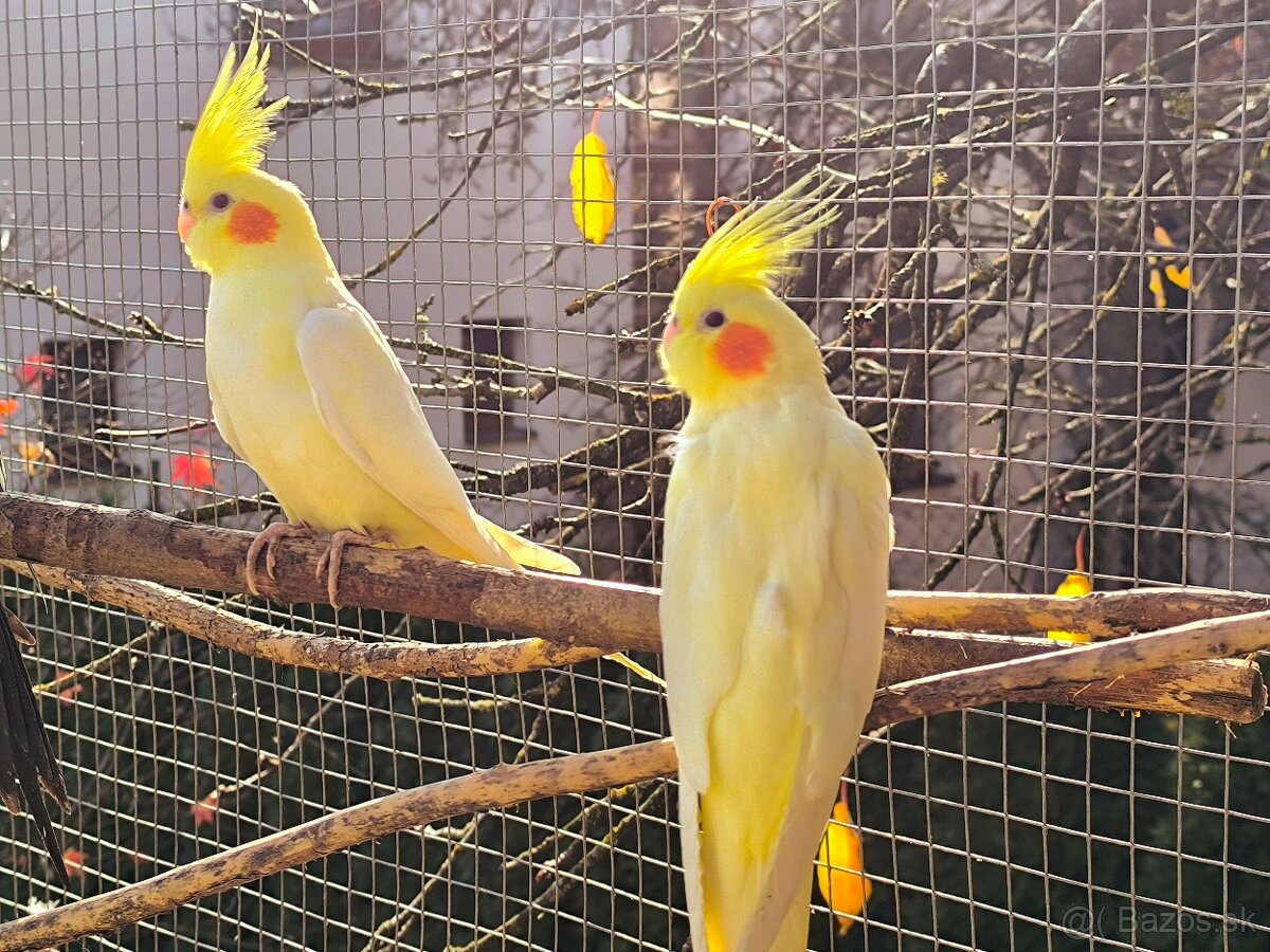 Korely výstavný typ - 2