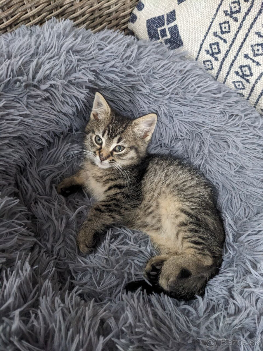 maly tigrik Imro - 2