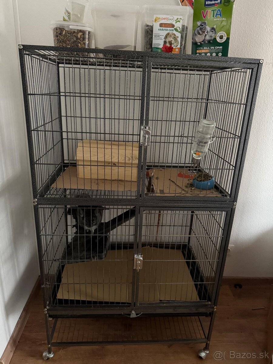 Činčila Jeremy - 2