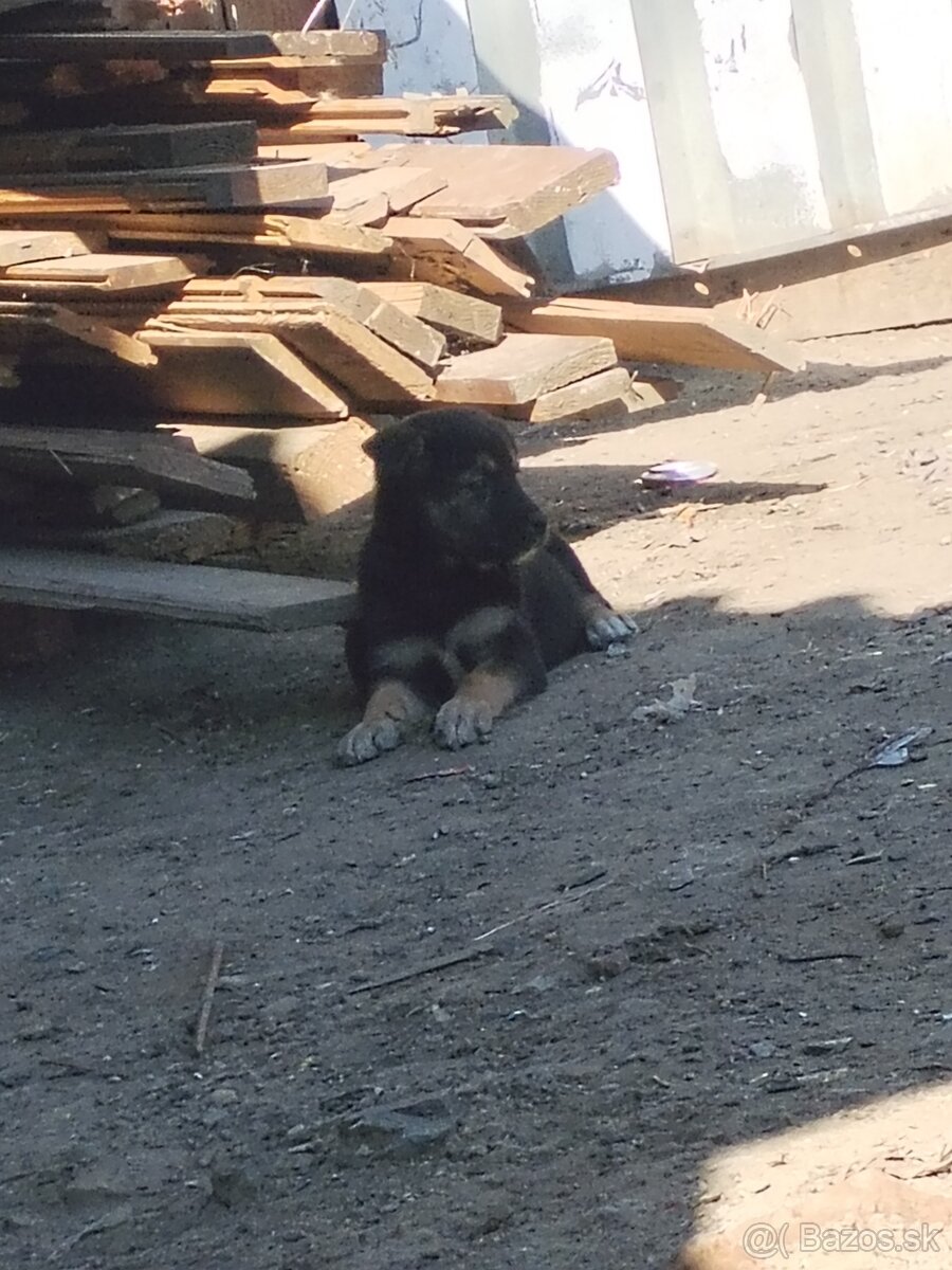 Predám stennatko nemeckí ovciak - 2