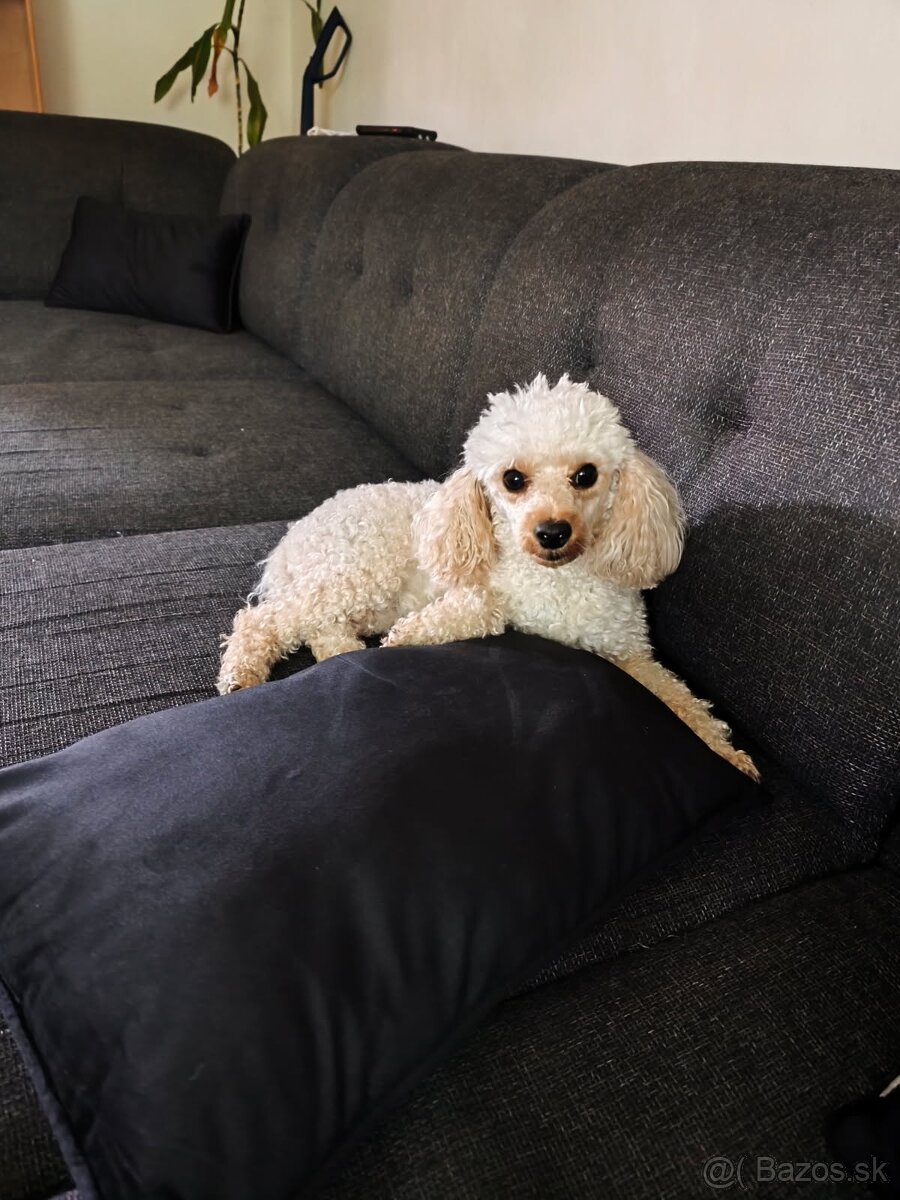 Toy Pudlík Apricot - 2