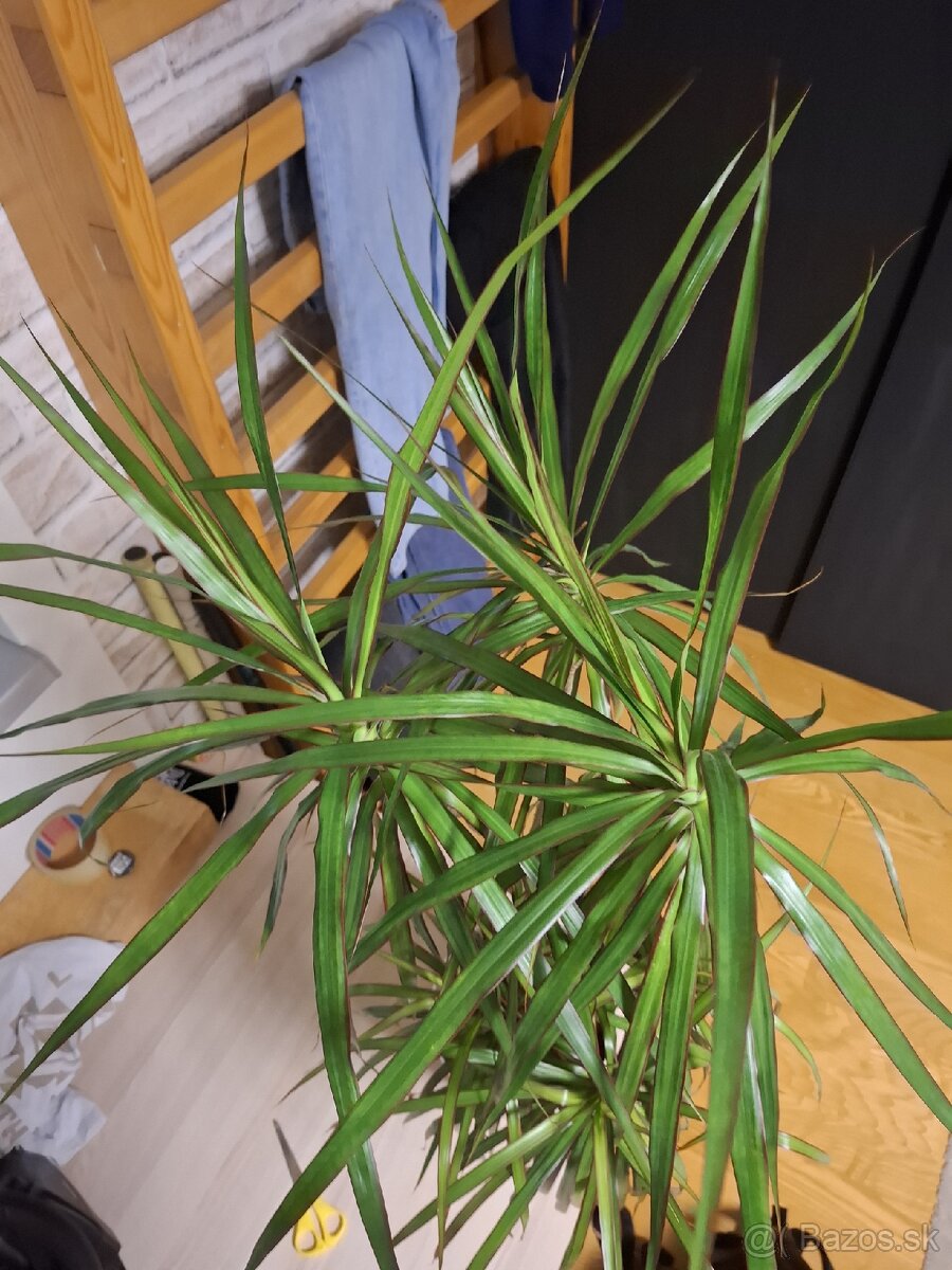 Izbový kvet, výška cca 1m - 2