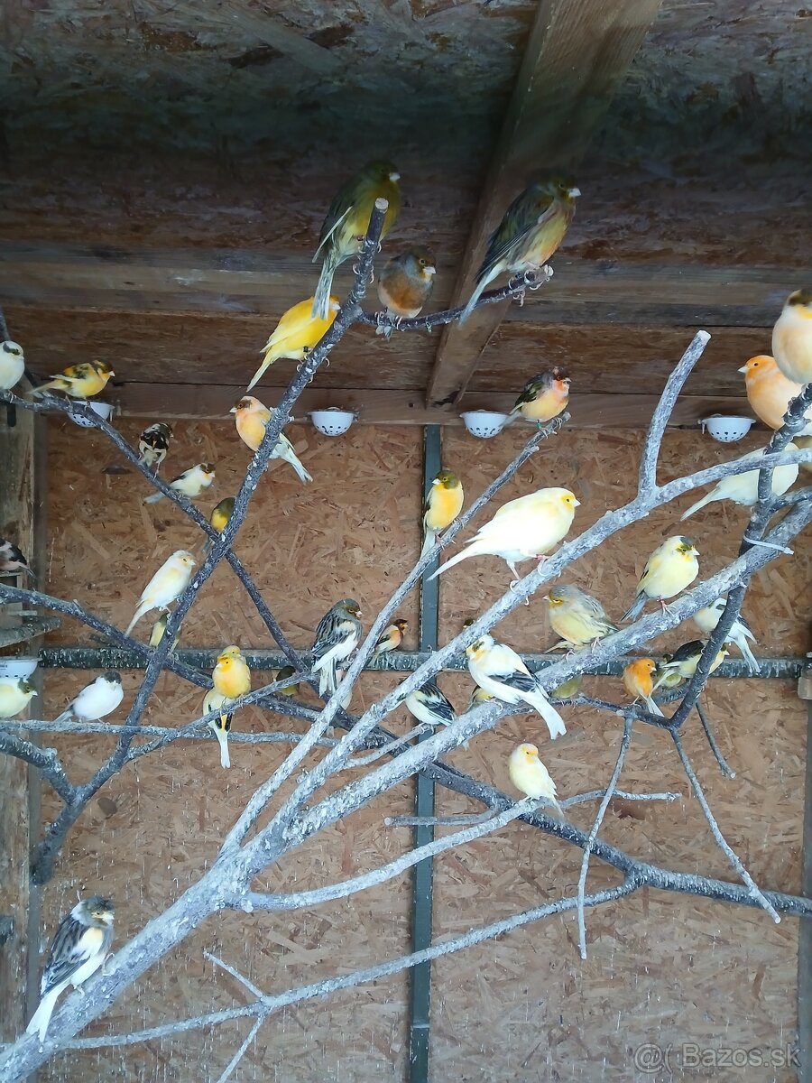 Kanáriky - 2