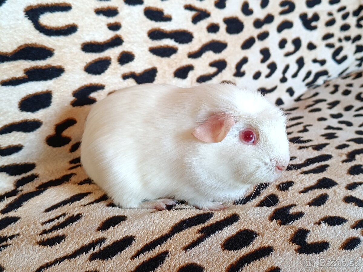 Morča,morské prasiatko - 2