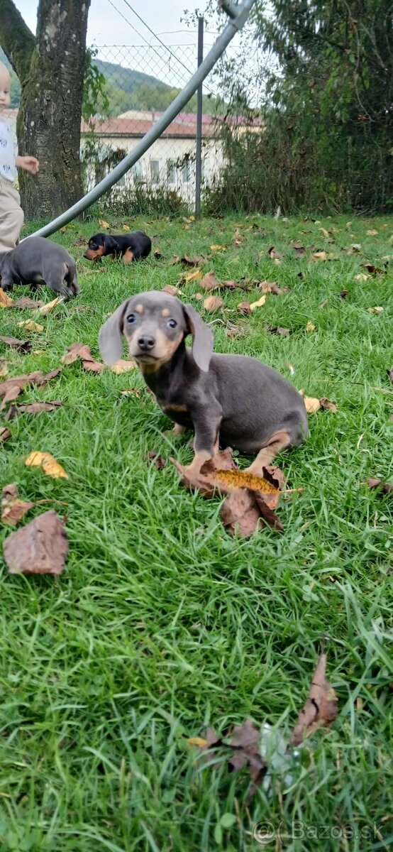 Jazvečík trpasličí - 2