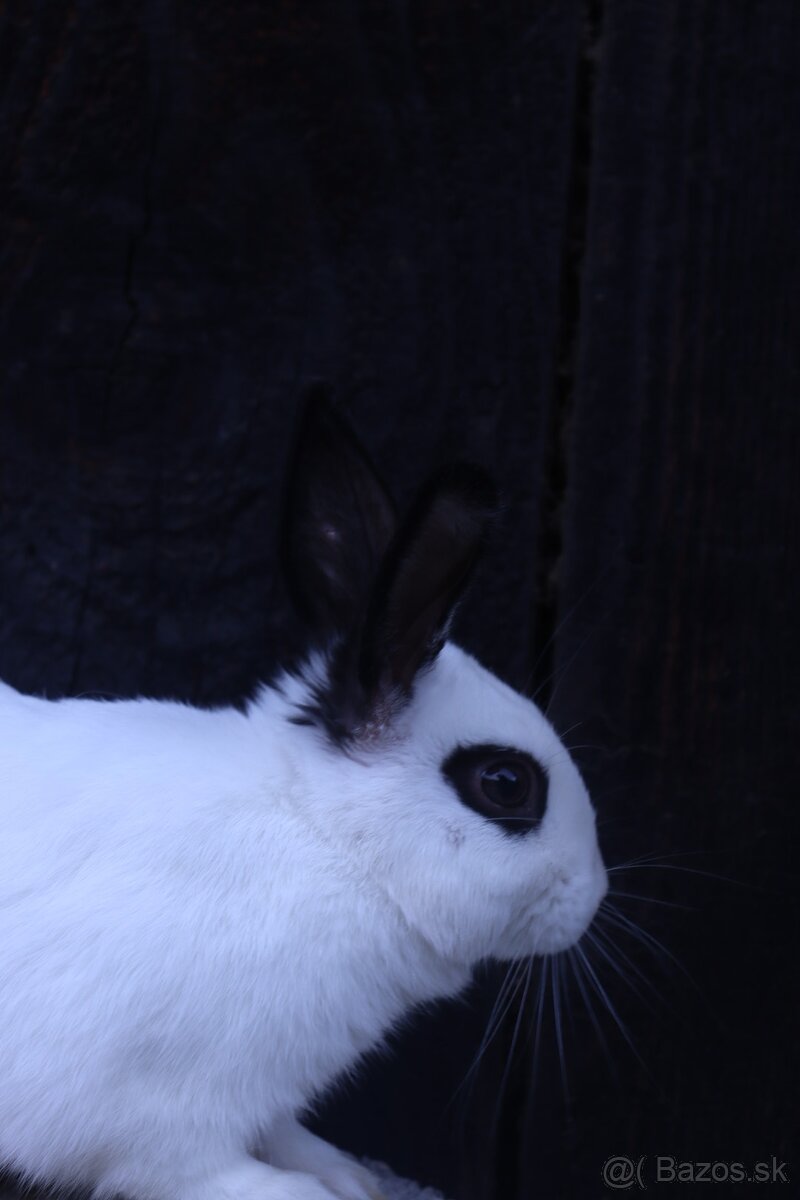 Zakrslé králiky - 2