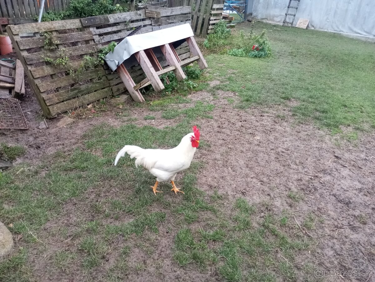 Predám kohutou - 2