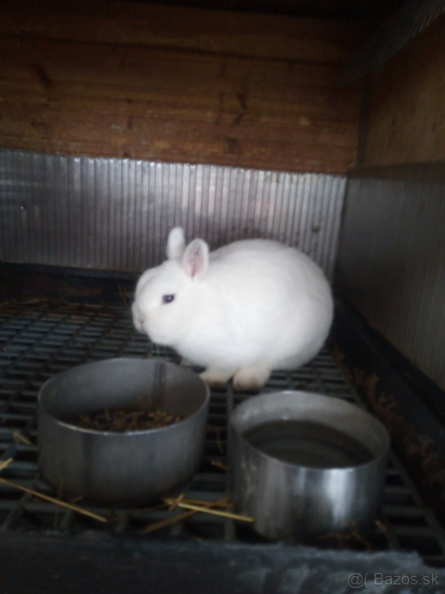 Zdrobnely kralik - 2