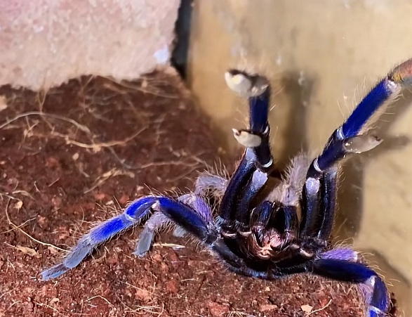 Tarantula,vtackar - 2