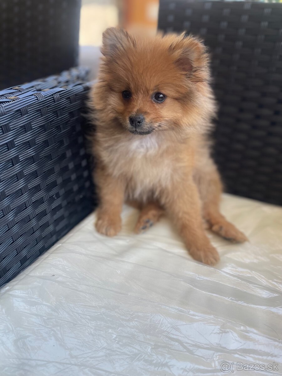 Pomeranian - 2