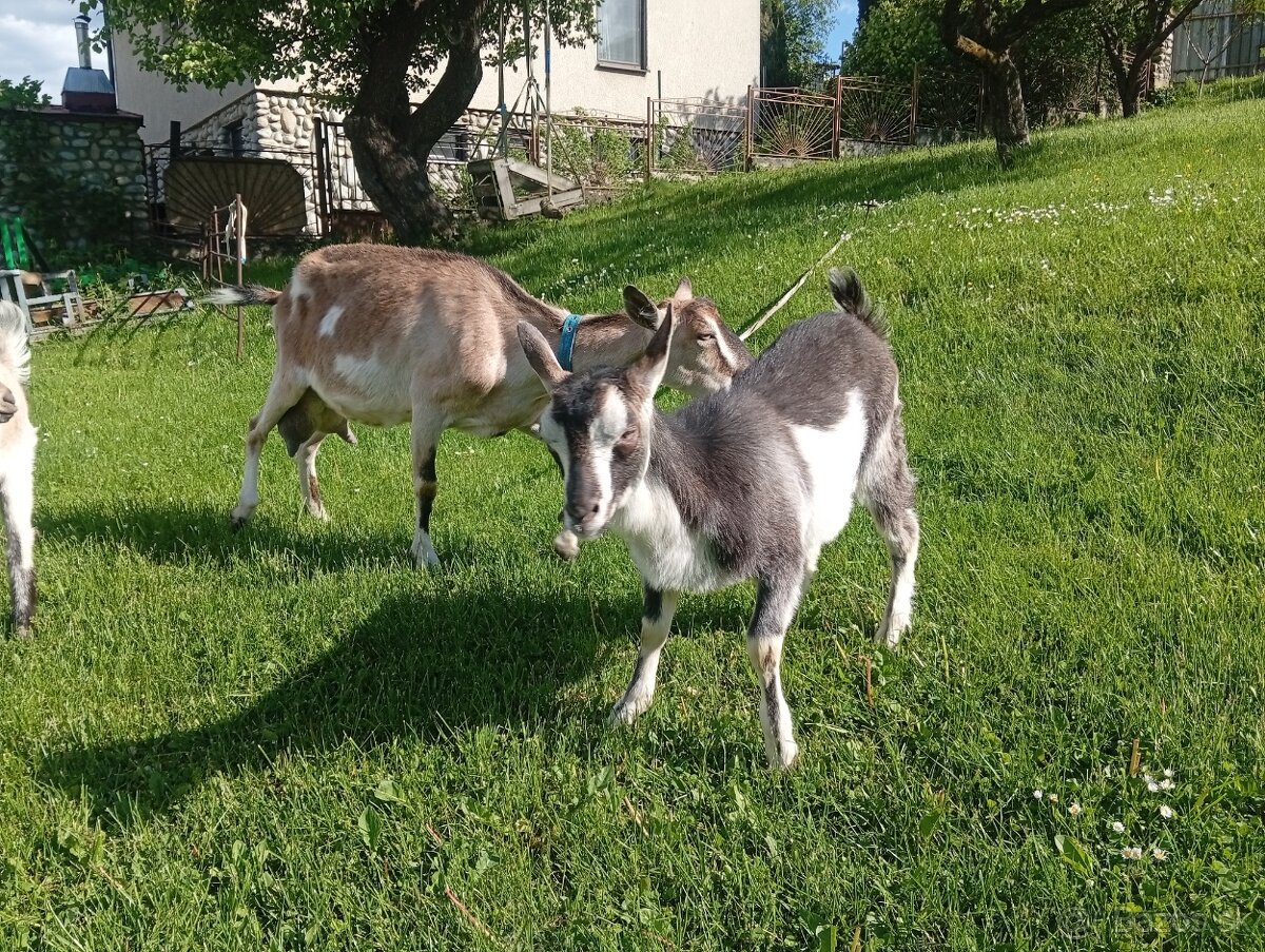 Predám kozičky - 2