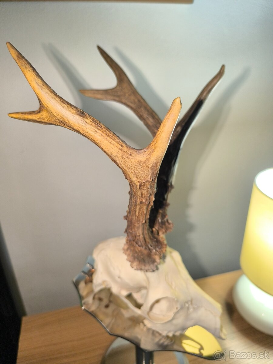 Predám trofej srnca - 2