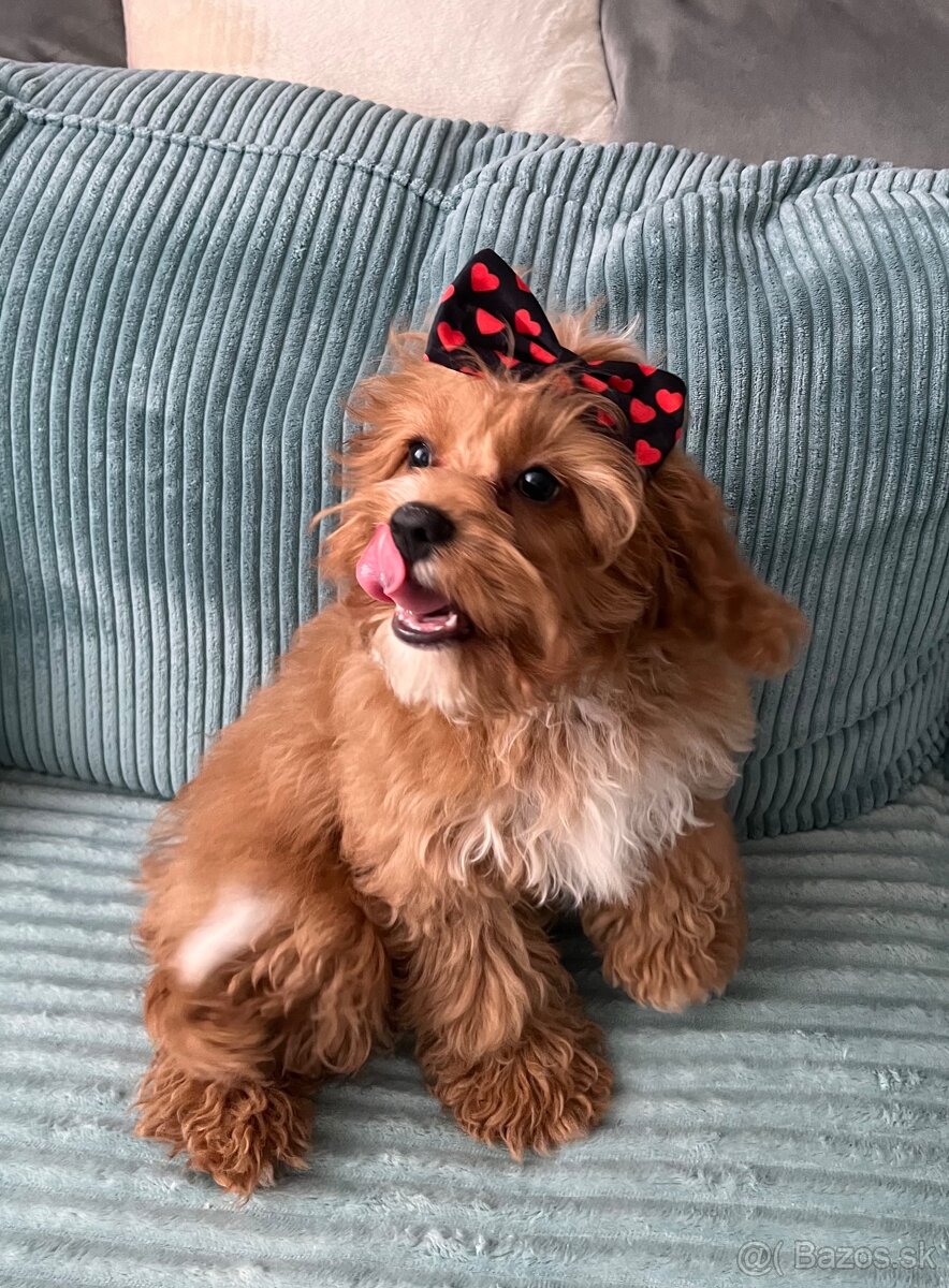 Cavapoo Fenka - 2