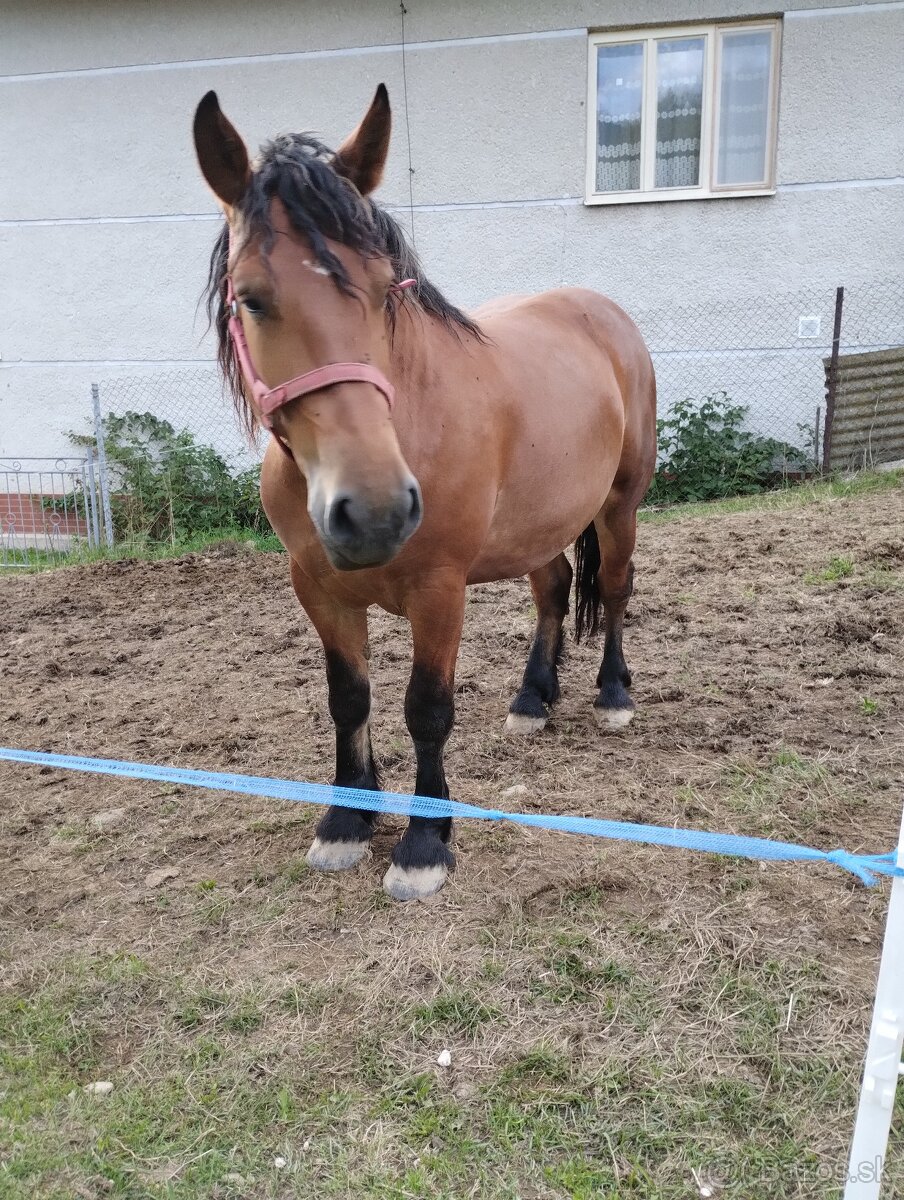 Predam ťažné kone - 2