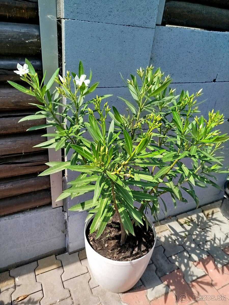Oleander biely - 2