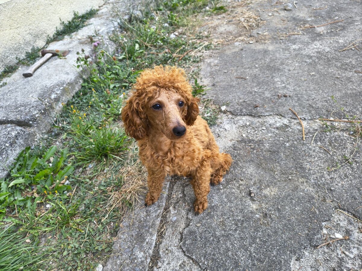 Toy pudel - 2