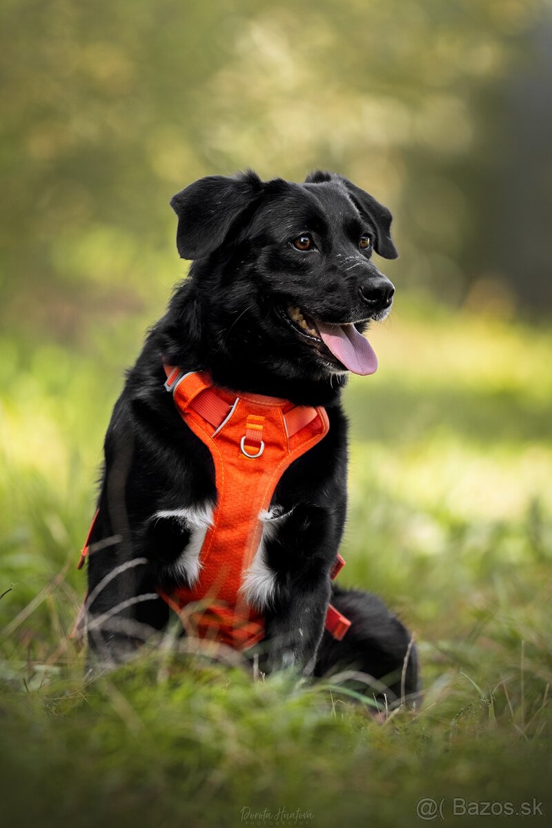 Darujem sučku Lessie - mix retriever / border kólia - 2