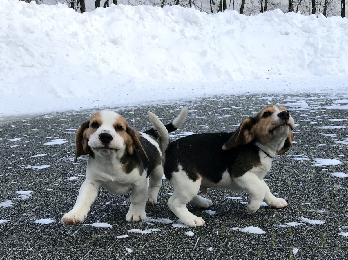 Bígel Beagle Bigl s PP FCI - 2