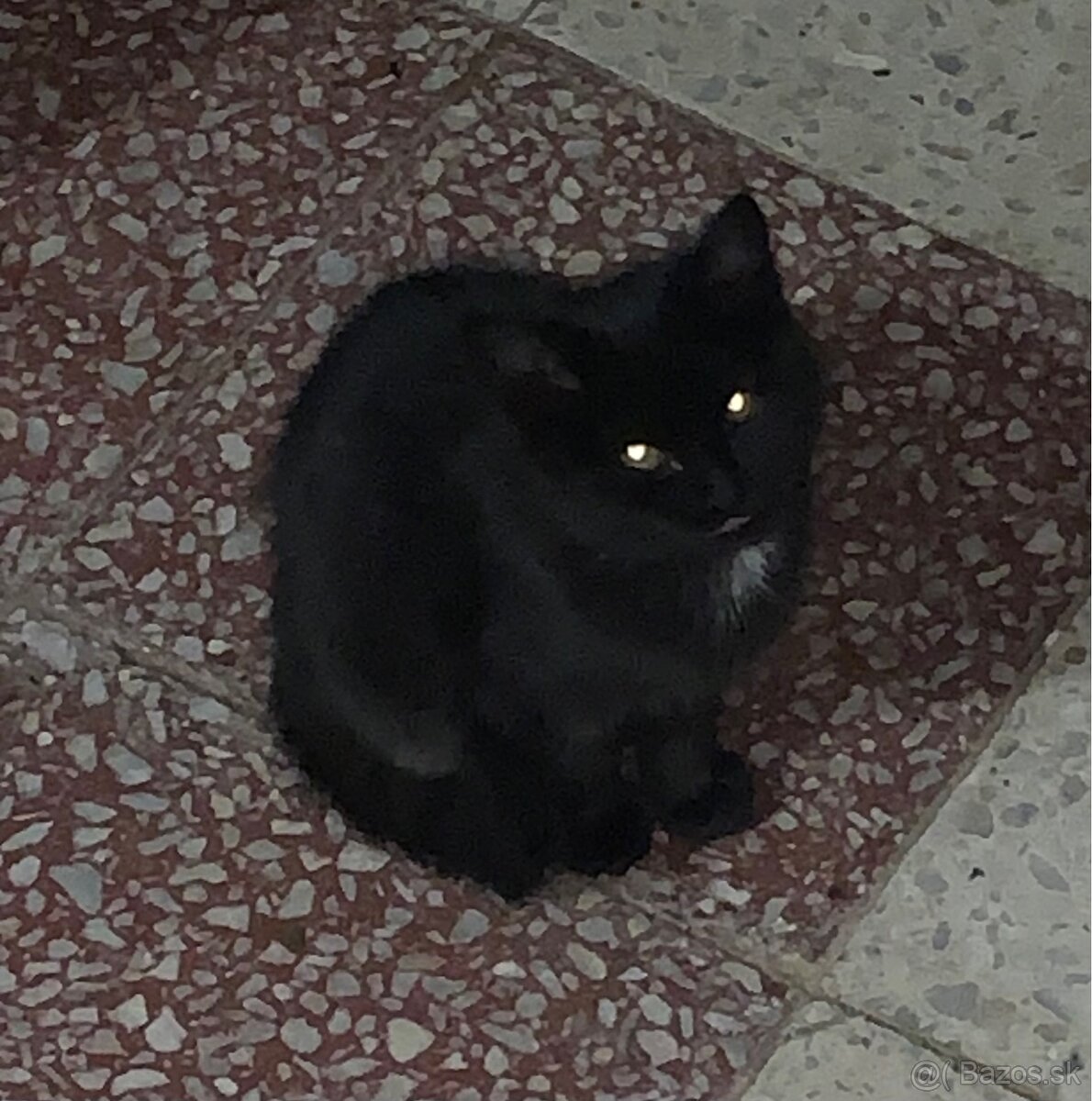 Darujem mačičku - 2