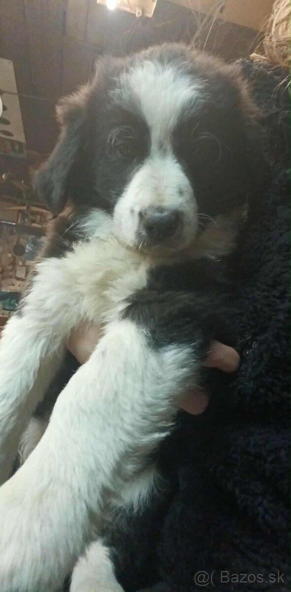 Dárujem za symbolickú cenu steniatka borderkolie - 2