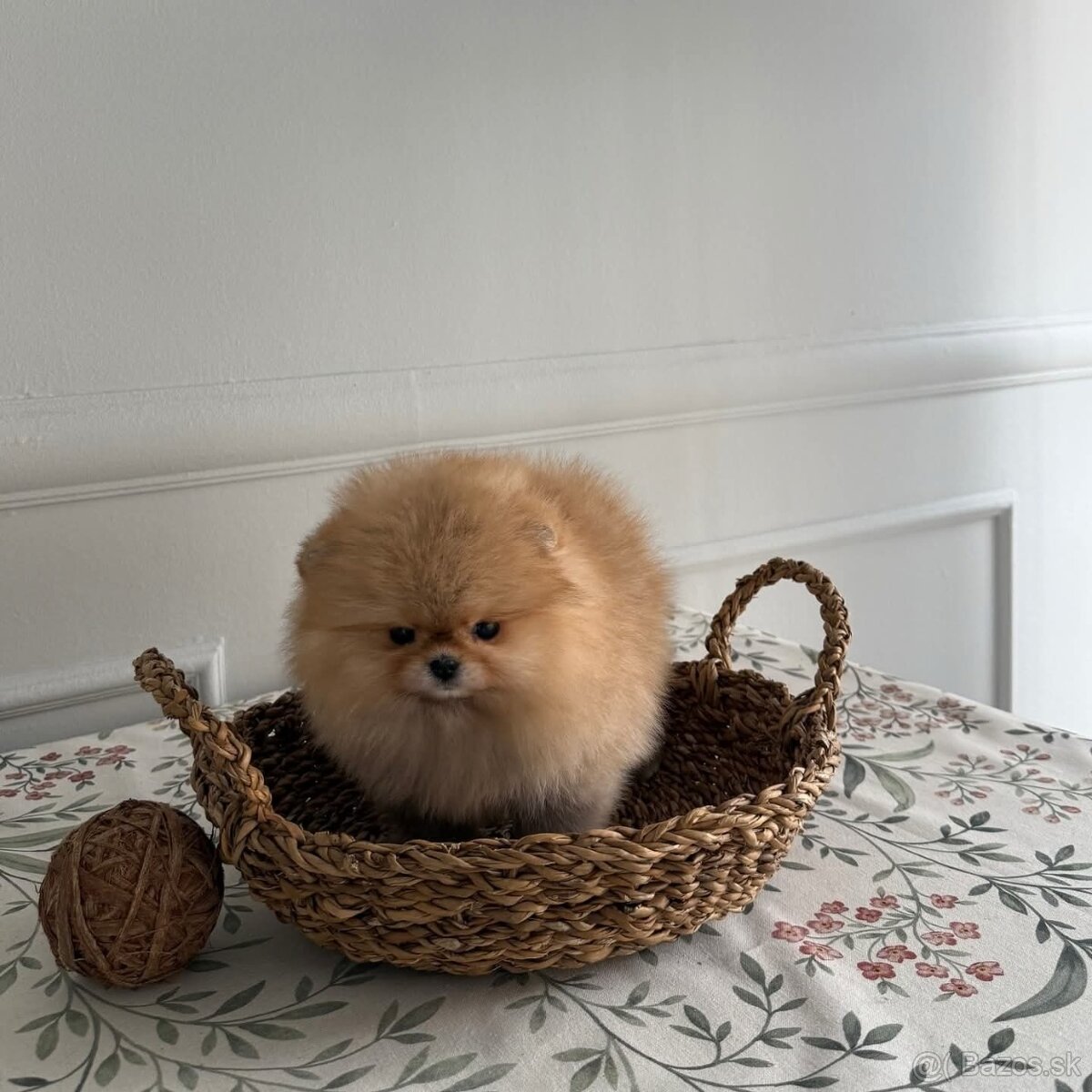 Pomeranian mini - 2