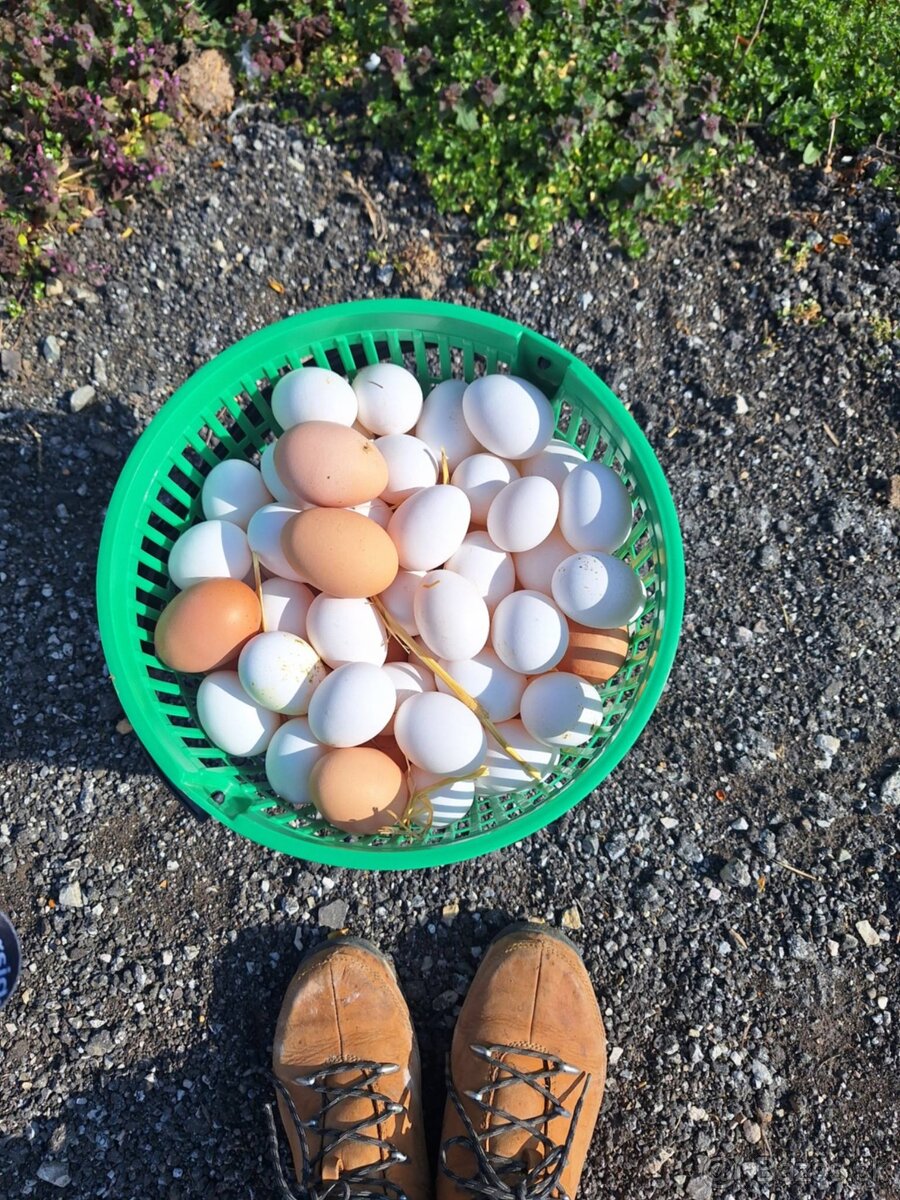 Domáce vajcia - 2