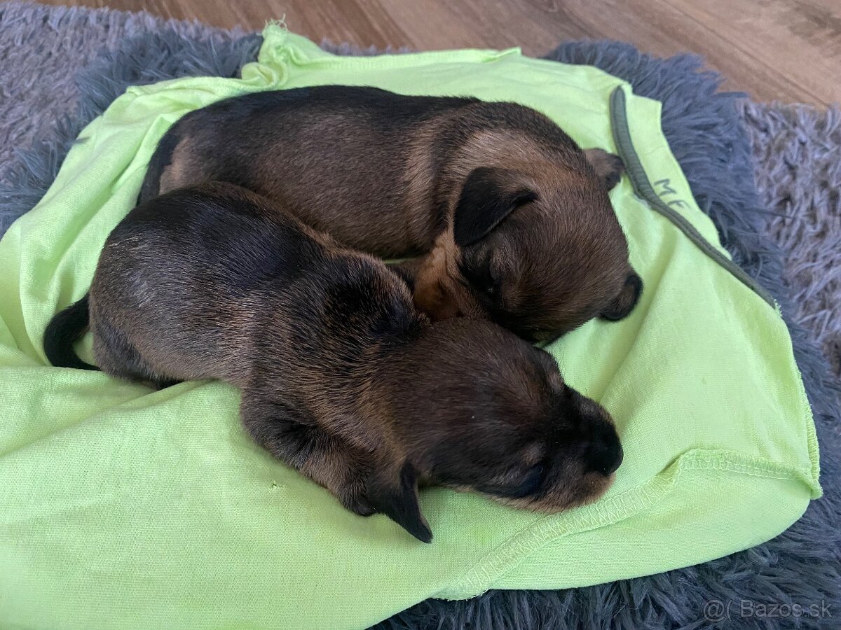 Jazvečík hrubosrstý s PP - 2