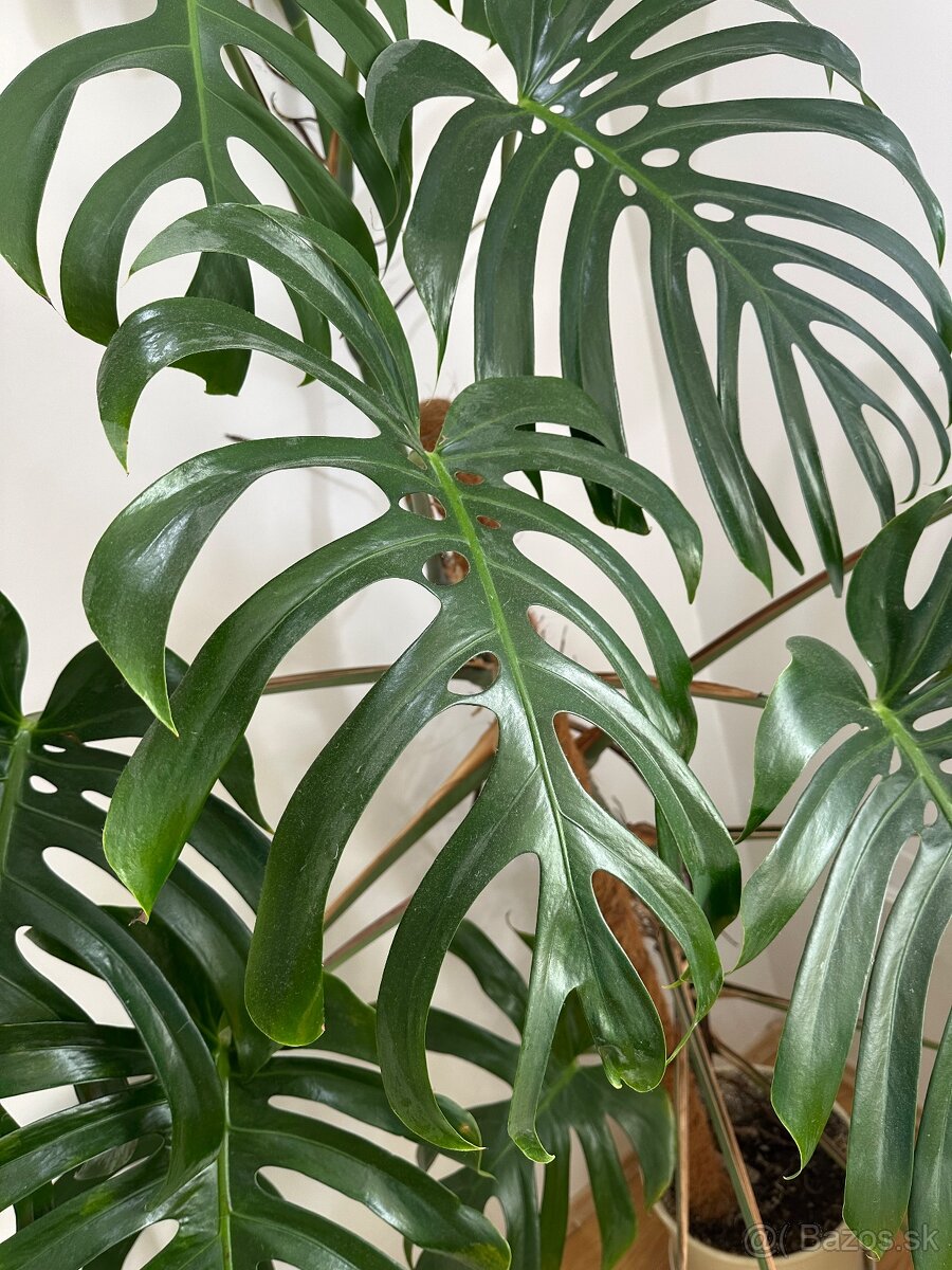 Monstera - 2
