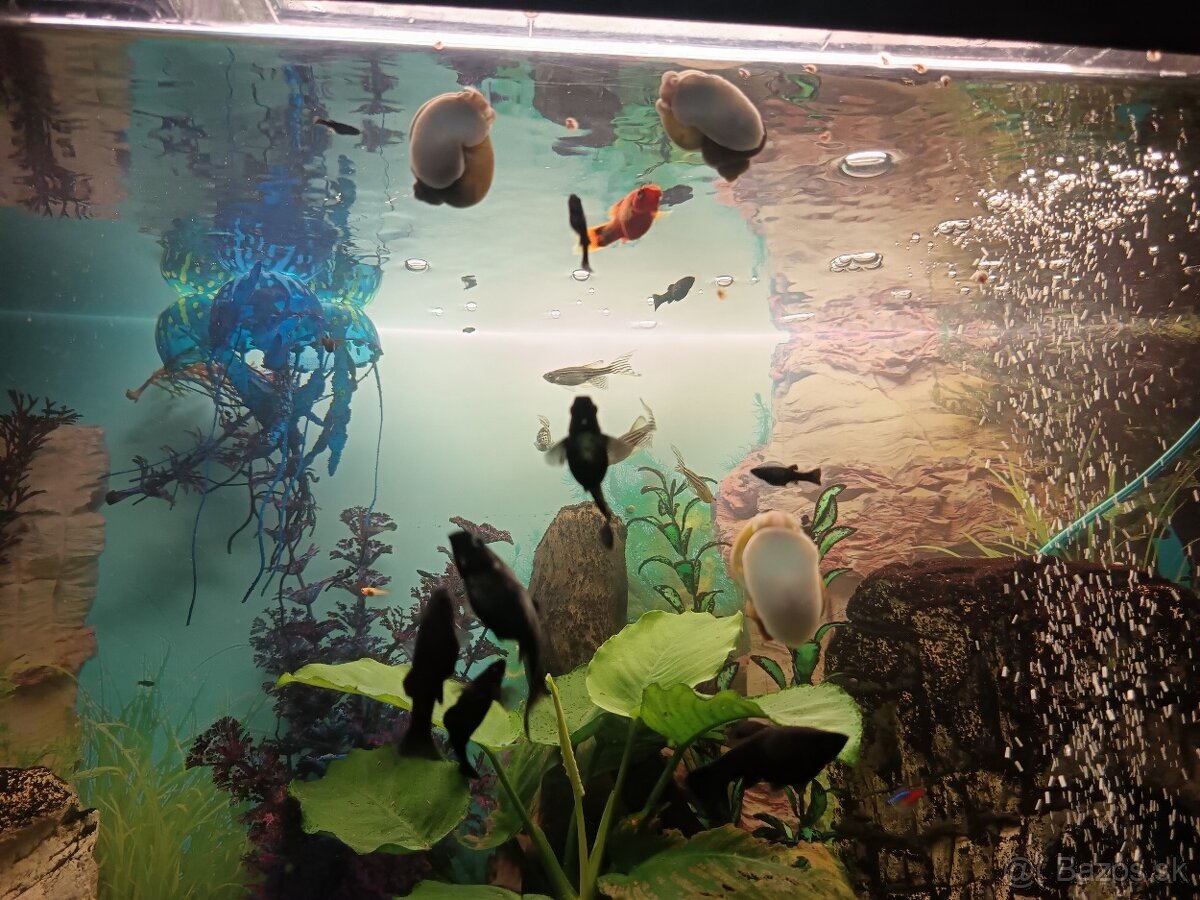 Darujem slimákov - 2