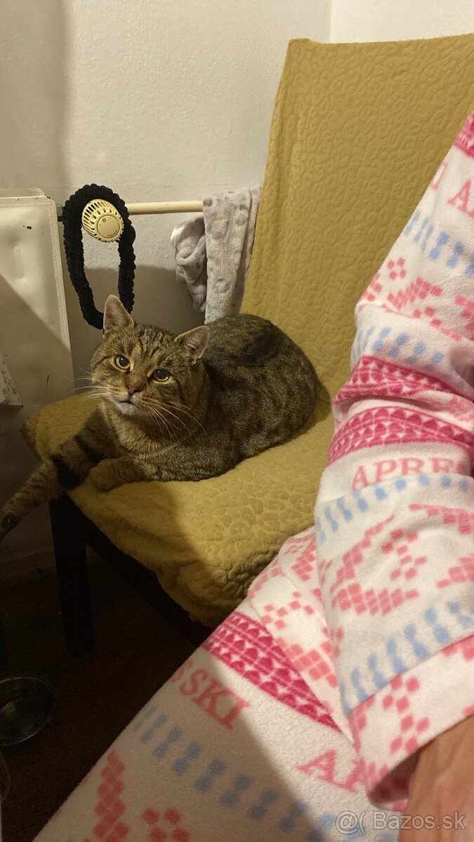 2-ročný kocúr darujem – pokojný a hravý - 2