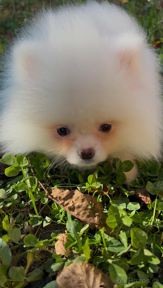 Pomeranian s PP FCI❣️ - 2