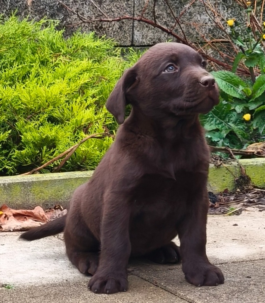 Čokoládový labrador retriever s PP - 2