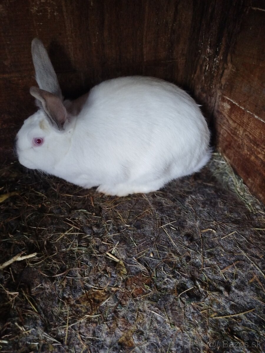 Predám zajace - 2