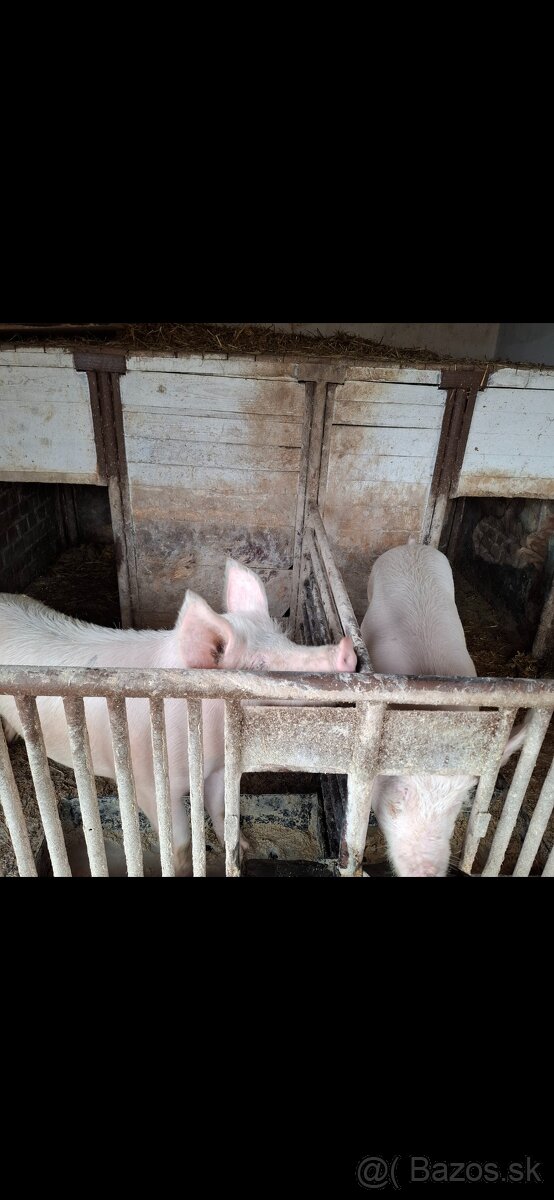 Predám prasatá - 2