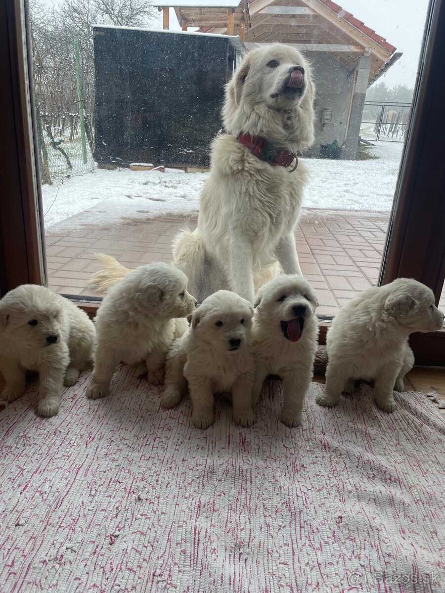 Slovenský čuvač - 2