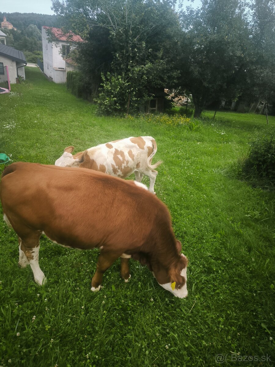 Predám jalovicku a byka SS su odrohovane. - 2