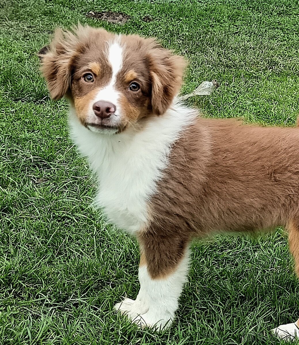 Miniaturní americký ovčák s PP FCI - 2