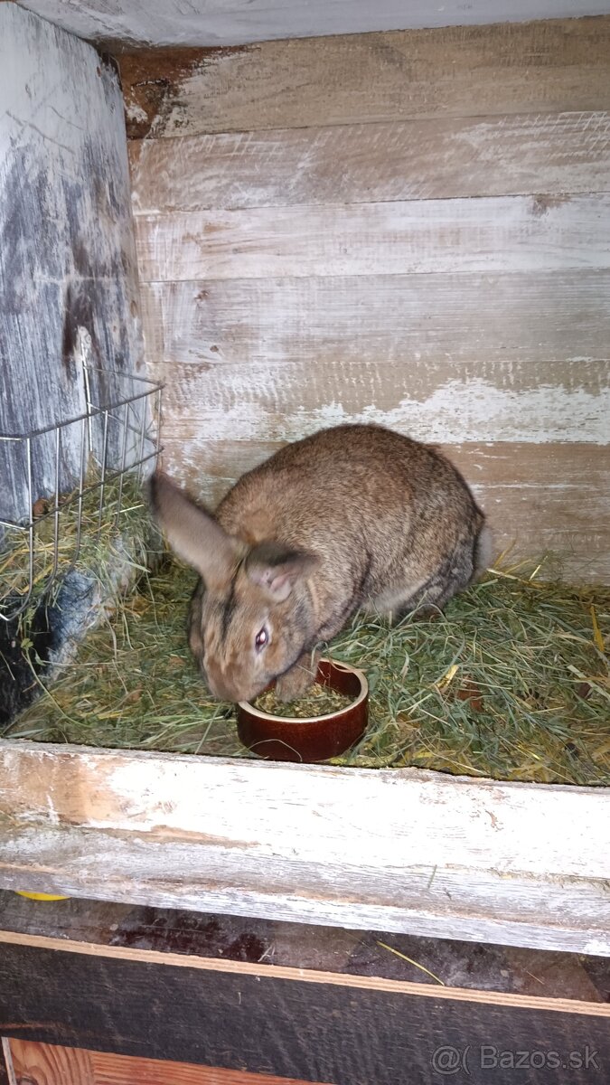 Králiky do chovu - 2