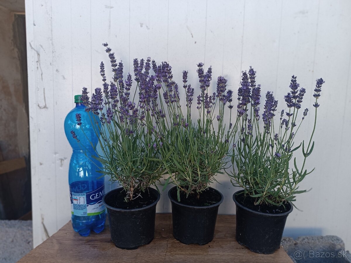 Lavandula angustifolia - 2