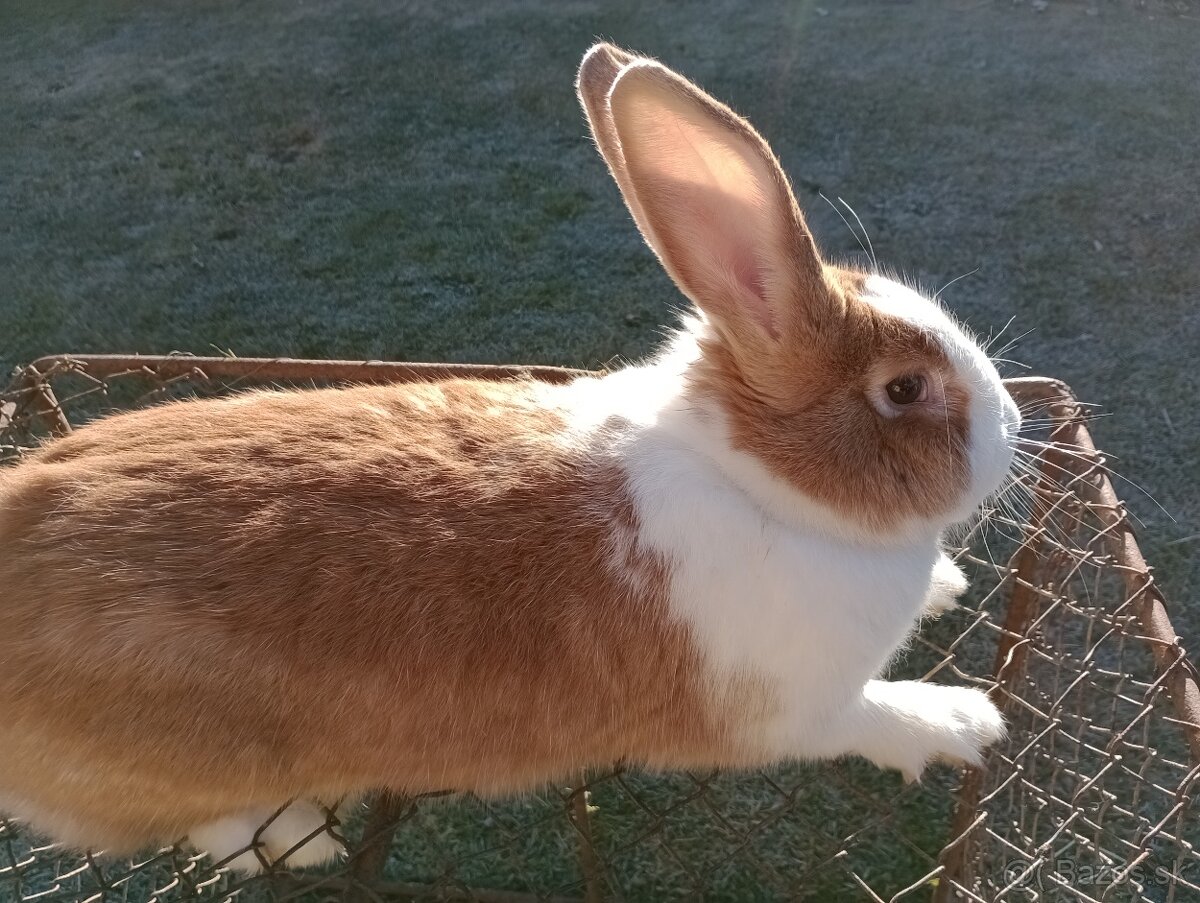 Predám králiky Šarišský obrovity - 2