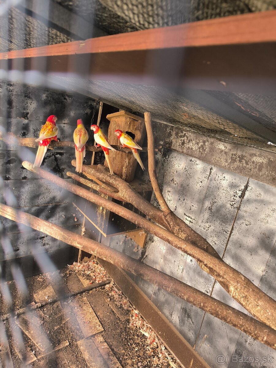 Predám rozely rubino žlté - 2