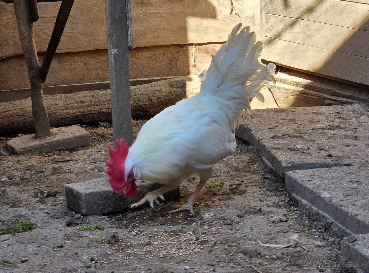 leghorn - 2