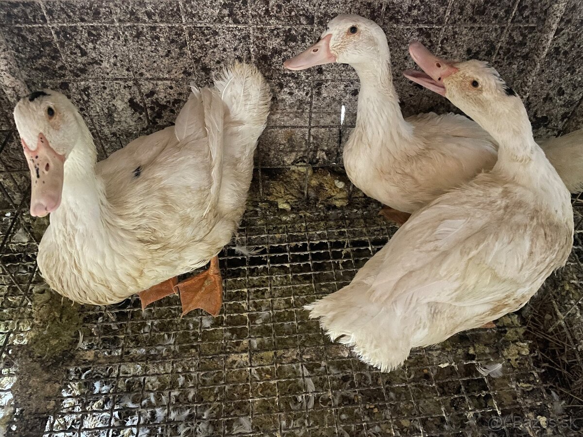Domáce vykrmené kačice - 2