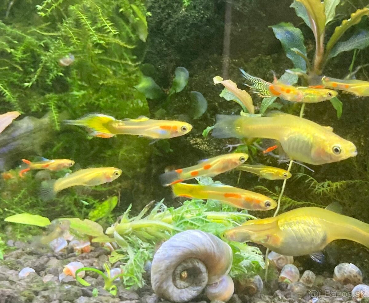 Zivorodky - Gupky, Endlerky - 2