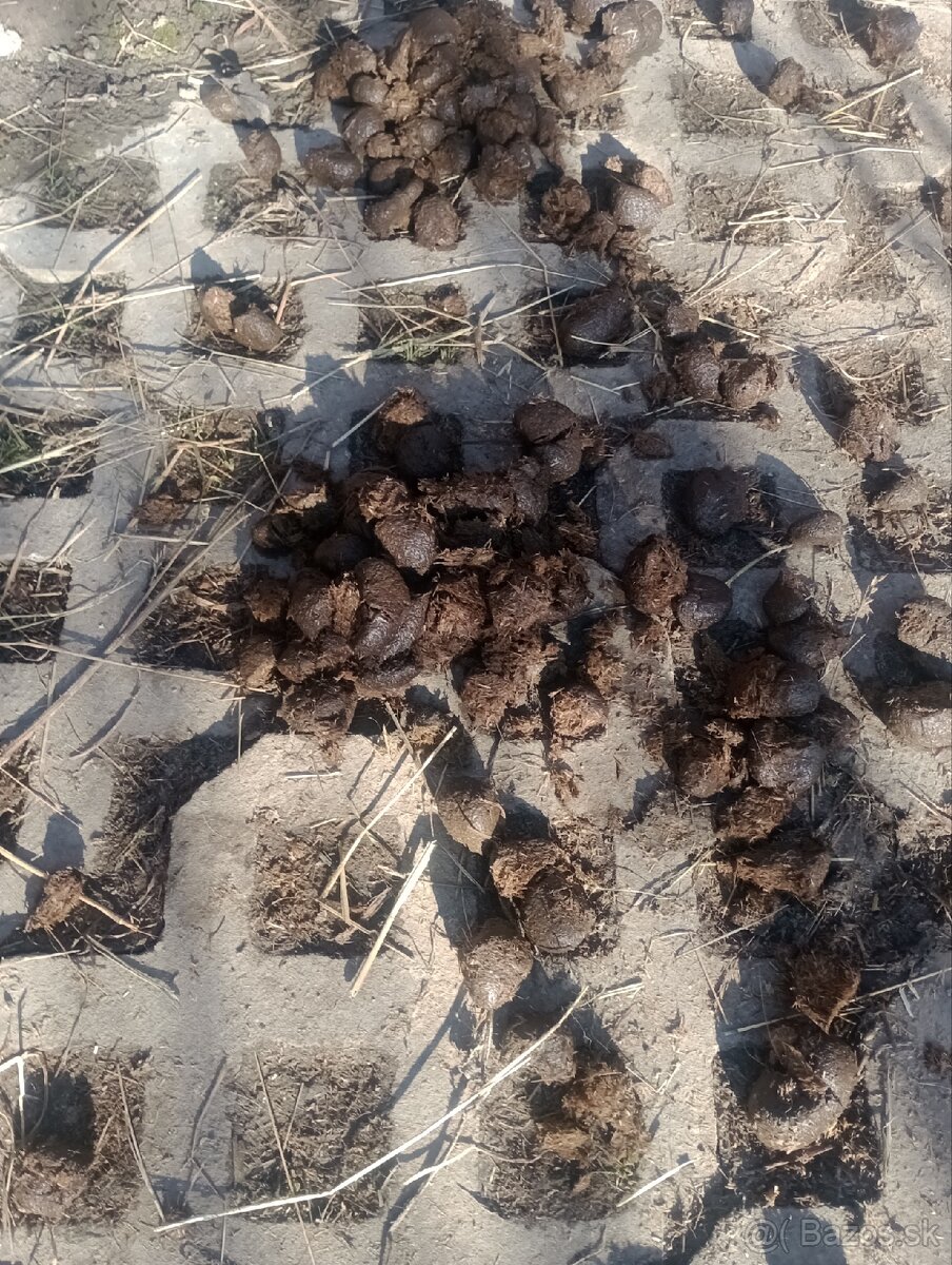 Darujem konský hnoj. - 2
