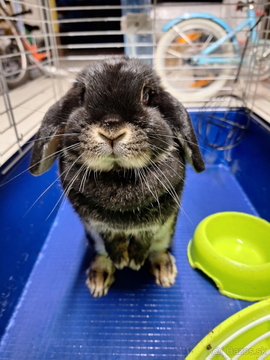 Zakrslý zajac - Minilop - 2